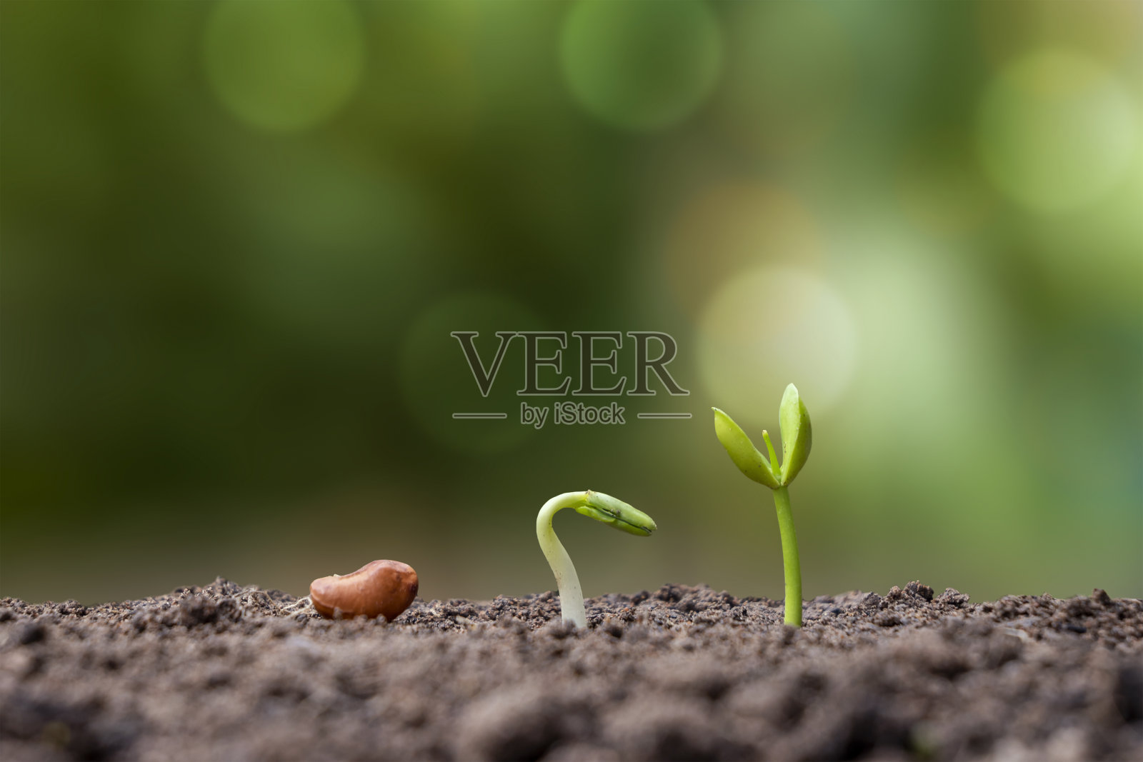介绍植物在土壤上生长的萌发顺序，植物在适宜的外部环境中生长的概念。照片摄影图片