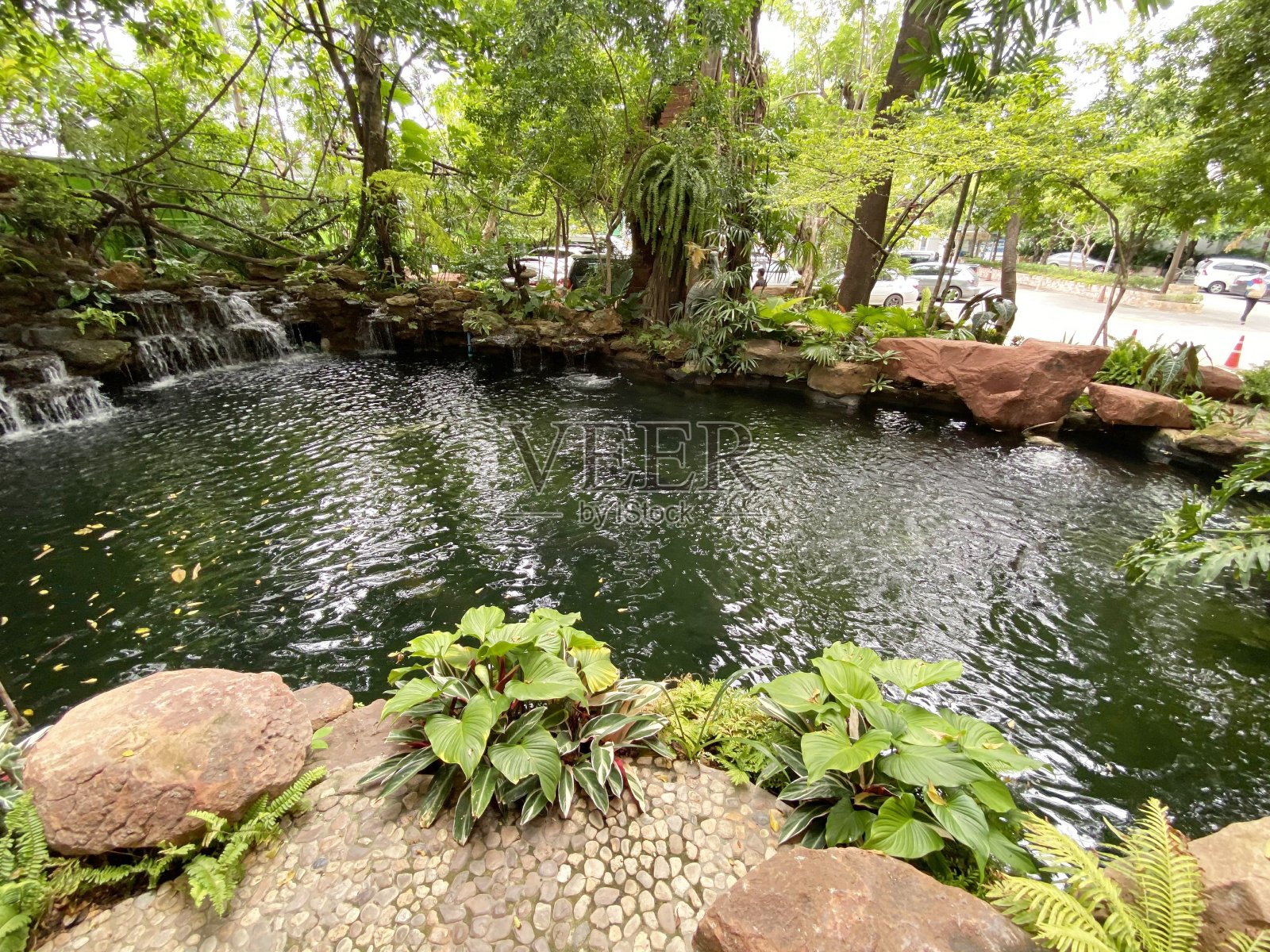 自然花园中的池塘照片摄影图片