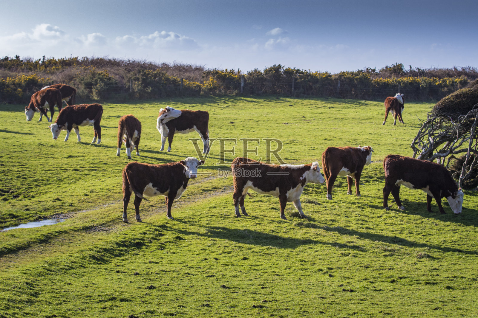 家畜在新西兰南部的草地上照片摄影图片