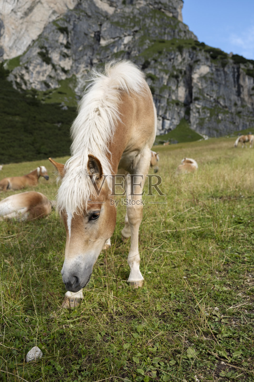 马吃草照片摄影图片