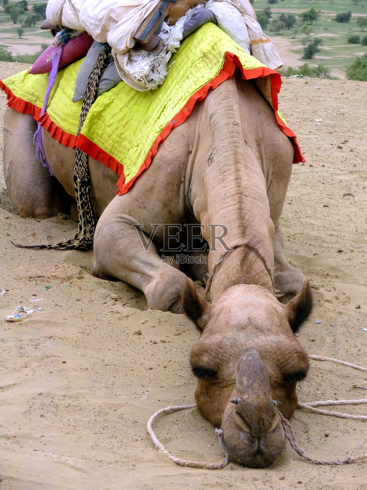 印度拉贾斯坦邦贾伊萨尔梅尔附近，一只蹲在萨姆沙丘的骆驼的嘴部特写照片摄影图片