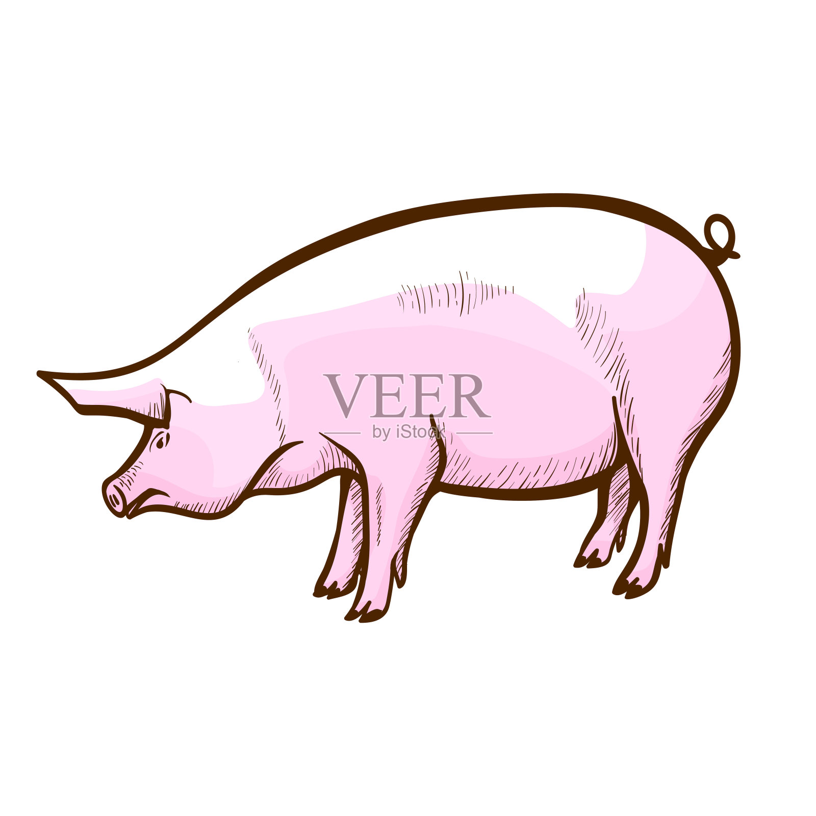 猪手绘图标。猪,小猪。养猪场，猪舍。猪肉生产。家畜。设计元素图片