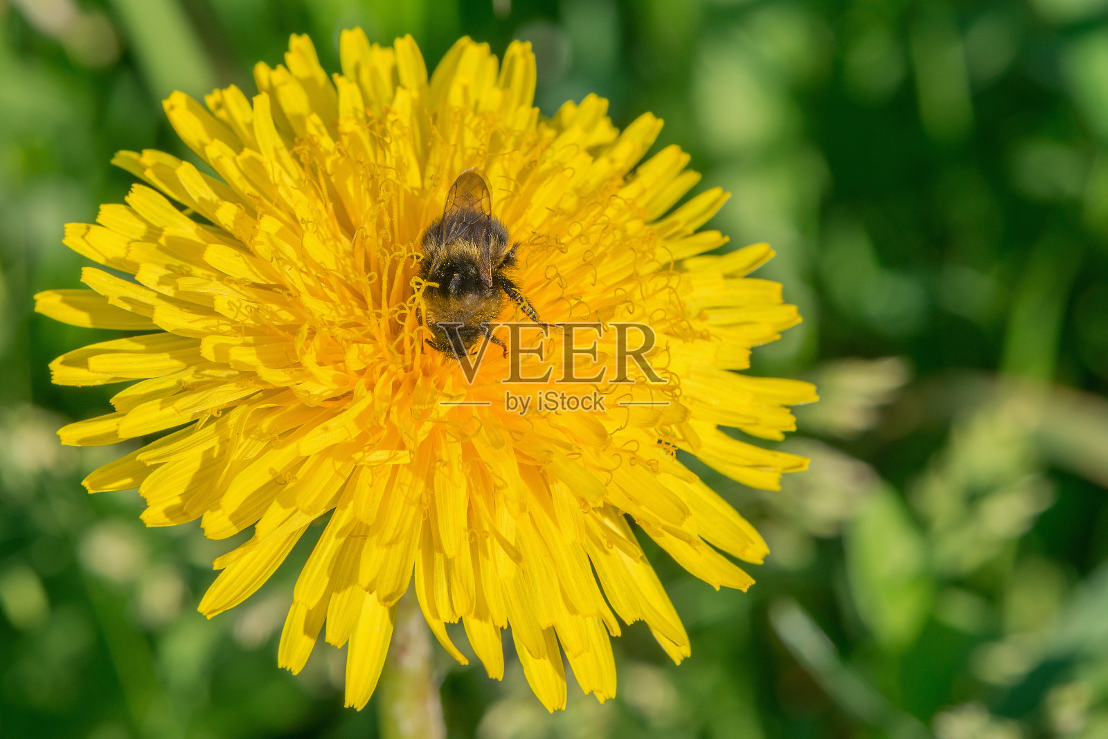 蜜蜂在蒲公英花上。照片摄影图片