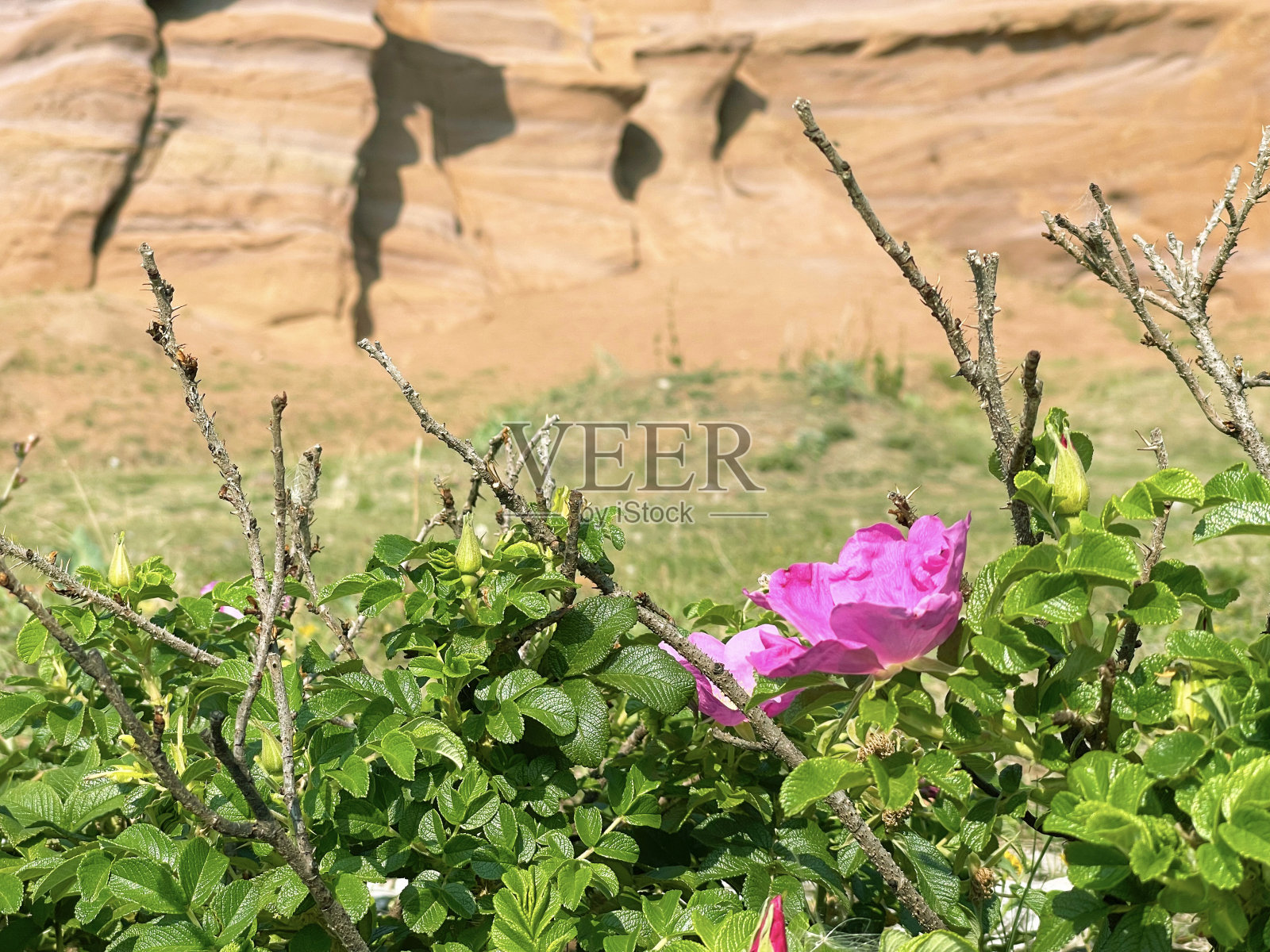 一只粉红色的野狗站在岩石的背景上照片摄影图片
