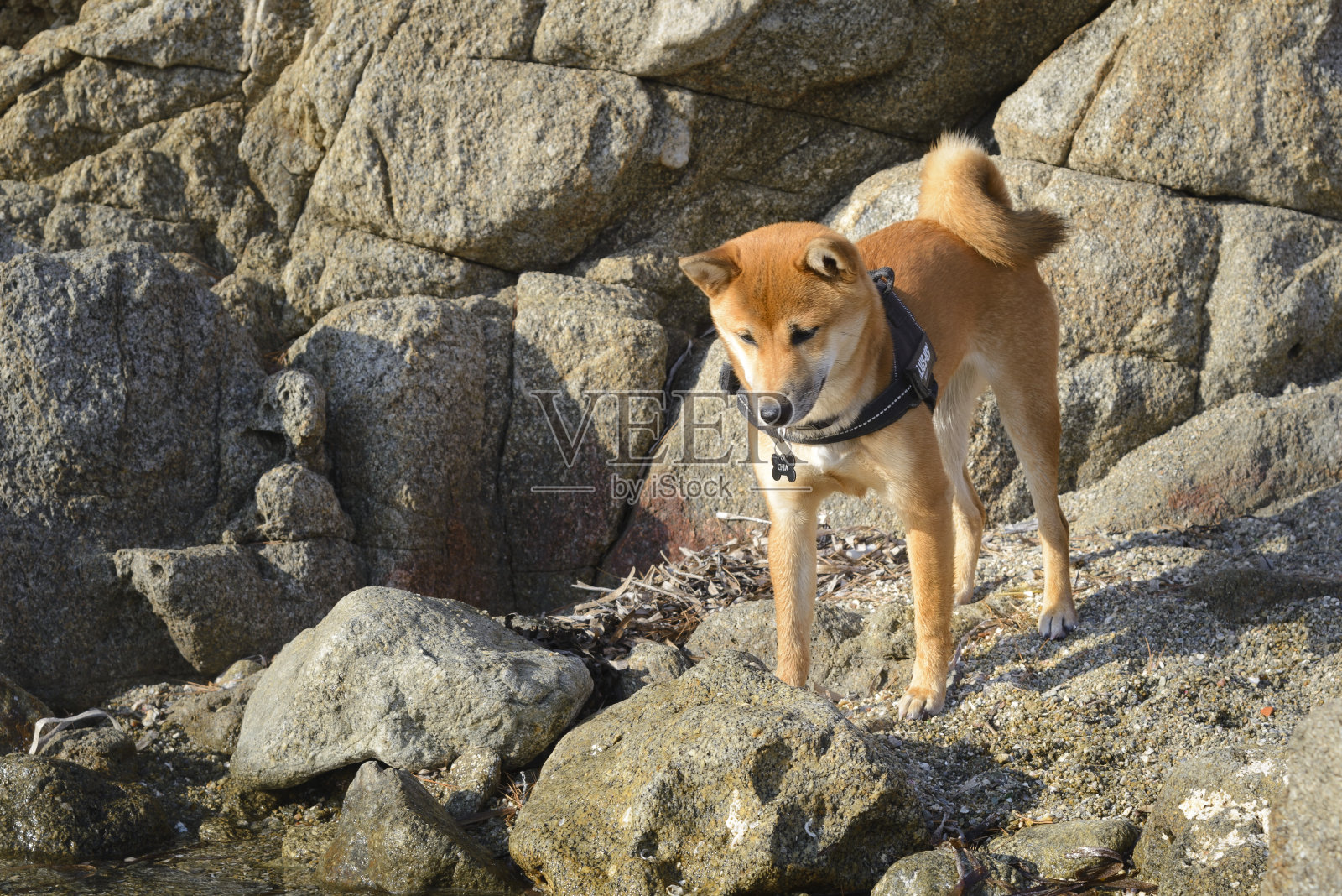 可爱的柴犬宠物冬季岩石海岸线背景照片摄影图片