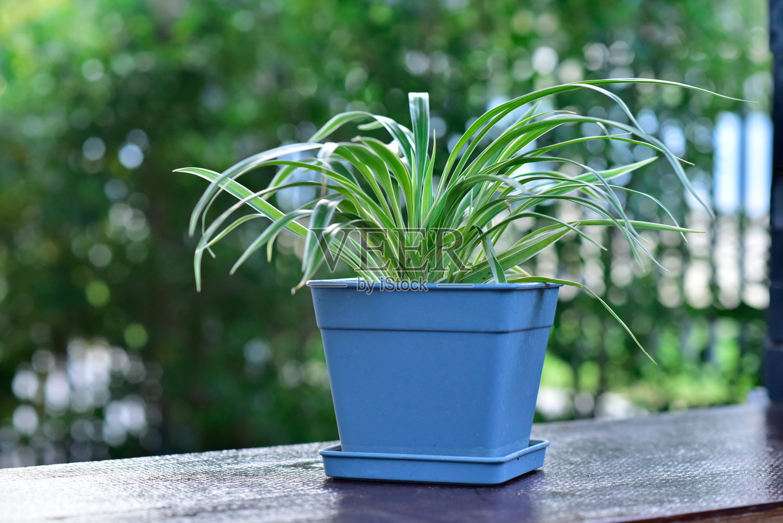 蓝色塑料盆里的绿色植物照片摄影图片