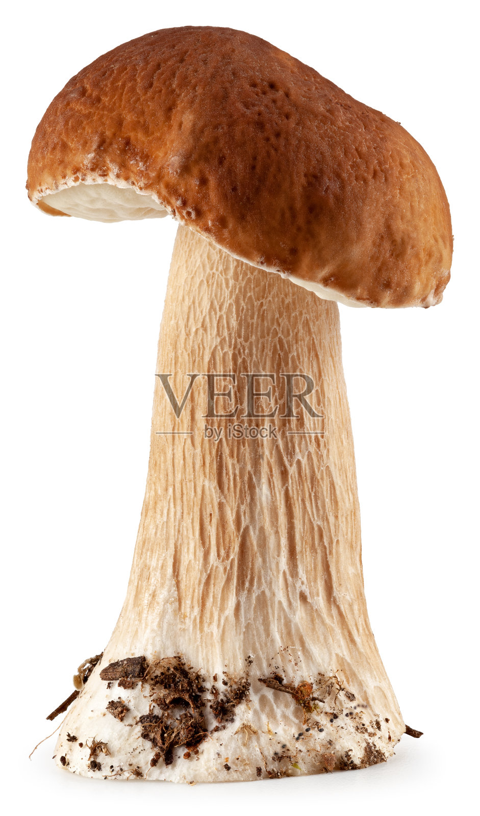 美丽的森林蘑菇孤立在白色的背景。Cep照片摄影图片