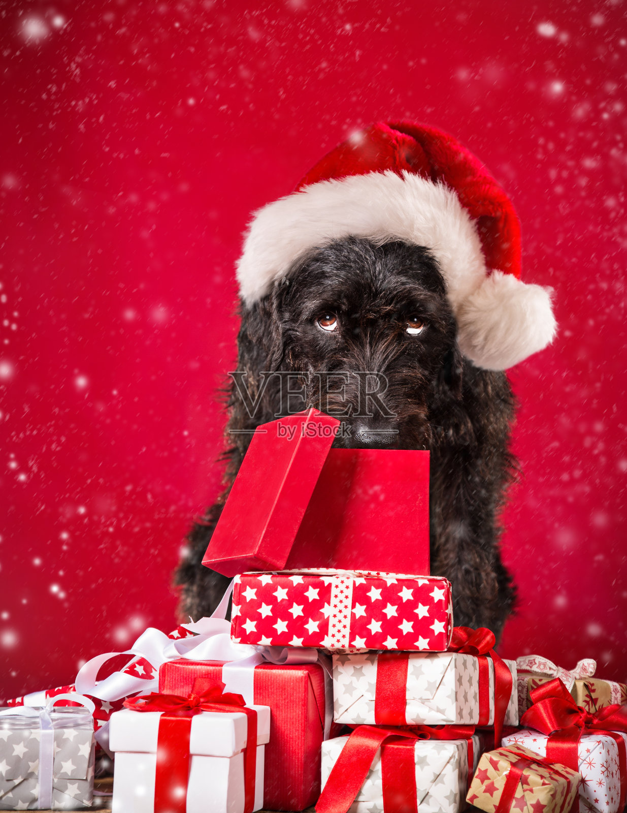戴圣诞帽的黑狗，圣诞主题。照片摄影图片