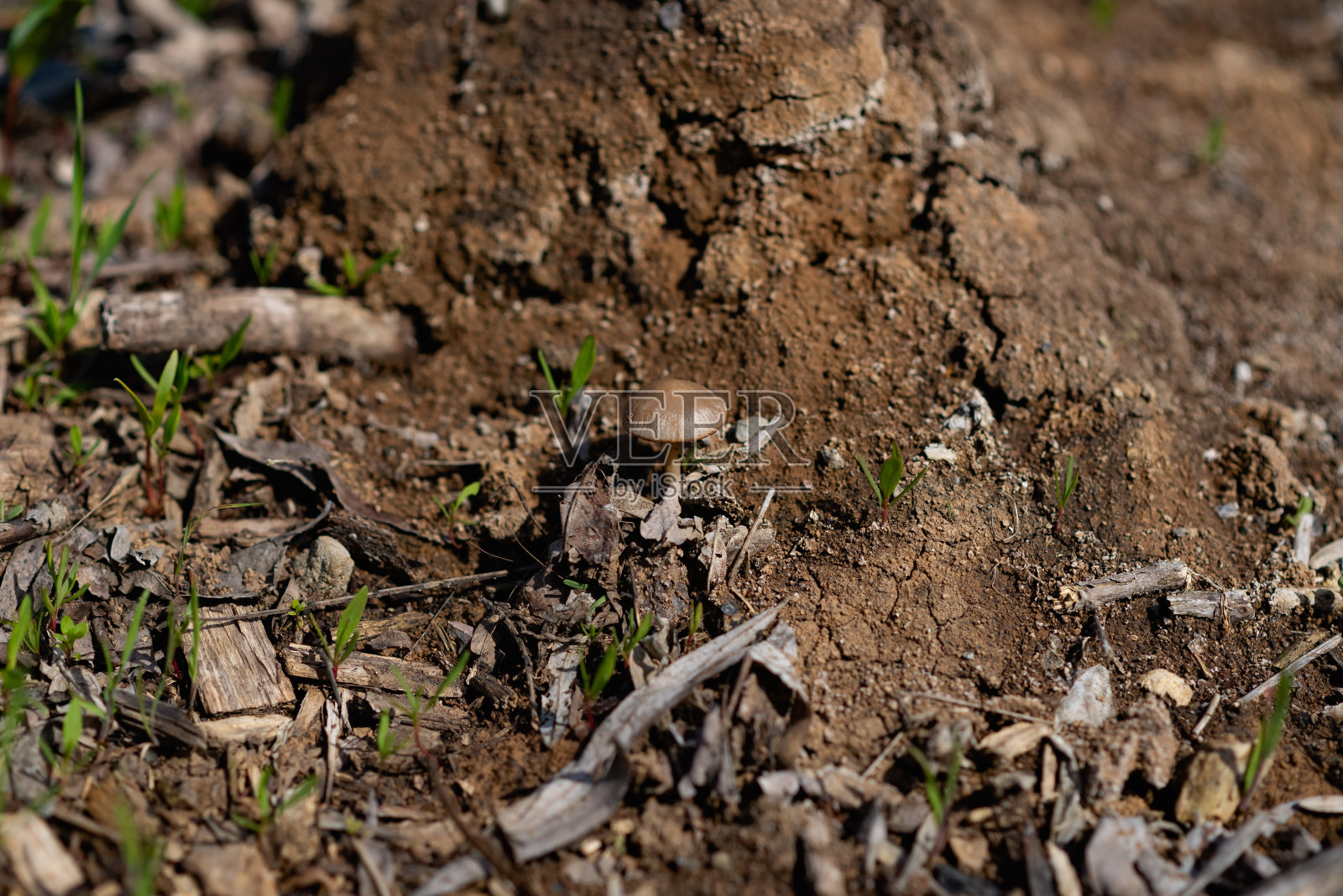 黑色土壤中的秋季小蘑菇，地下森林中带帽的褐色小生物照片摄影图片