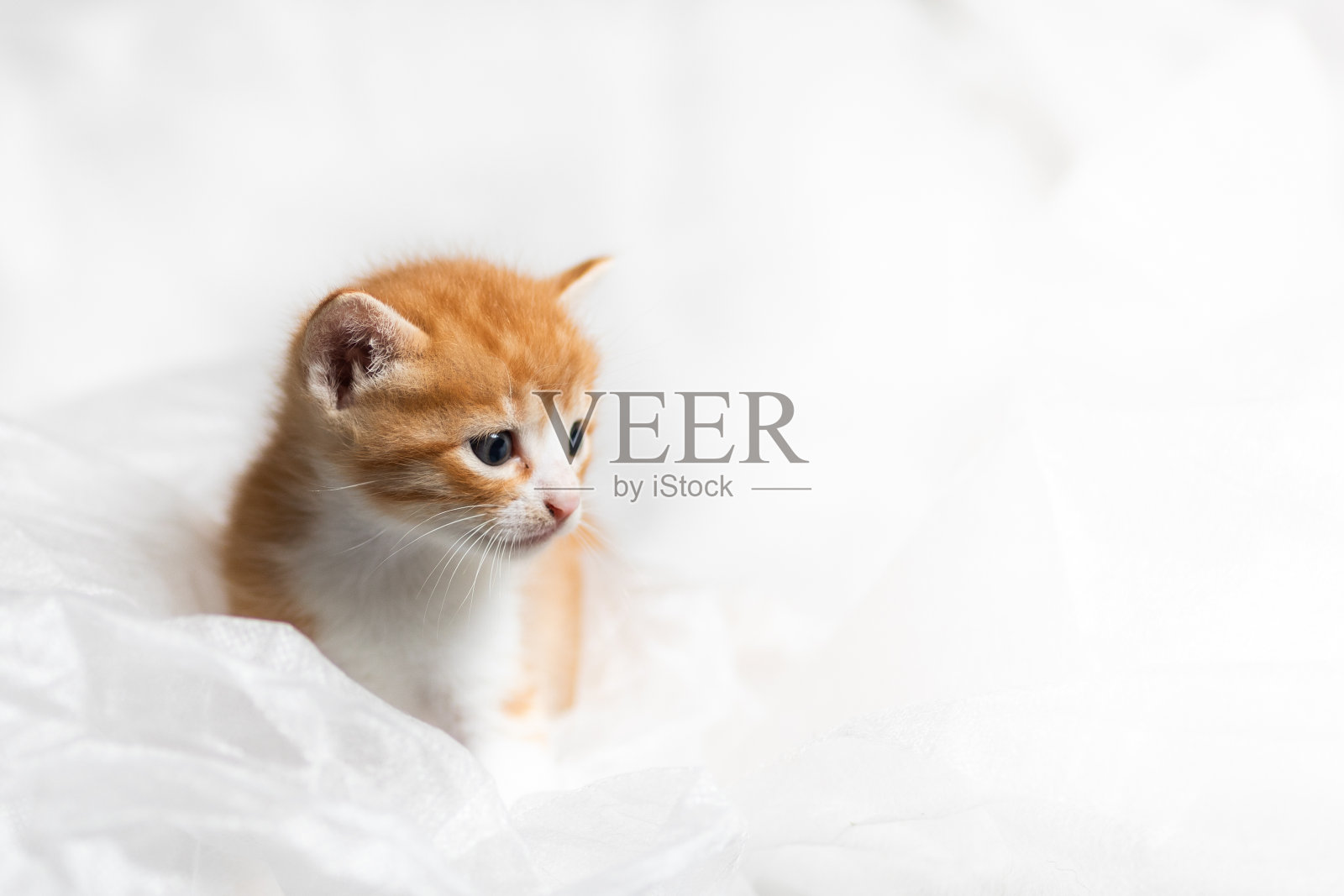 一个可爱的小猫肖像在柔软的白色照片摄影图片