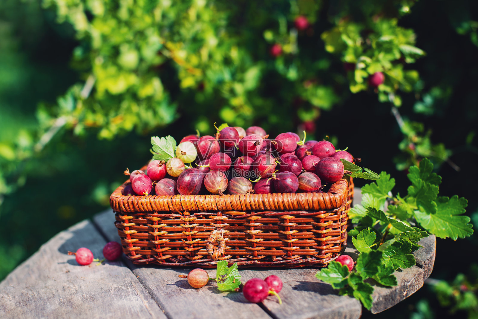 收成。一个阳光明媚的夏日，花园里的柳条篮子里装着成熟的红色醋栗。自然的甜点。照片摄影图片