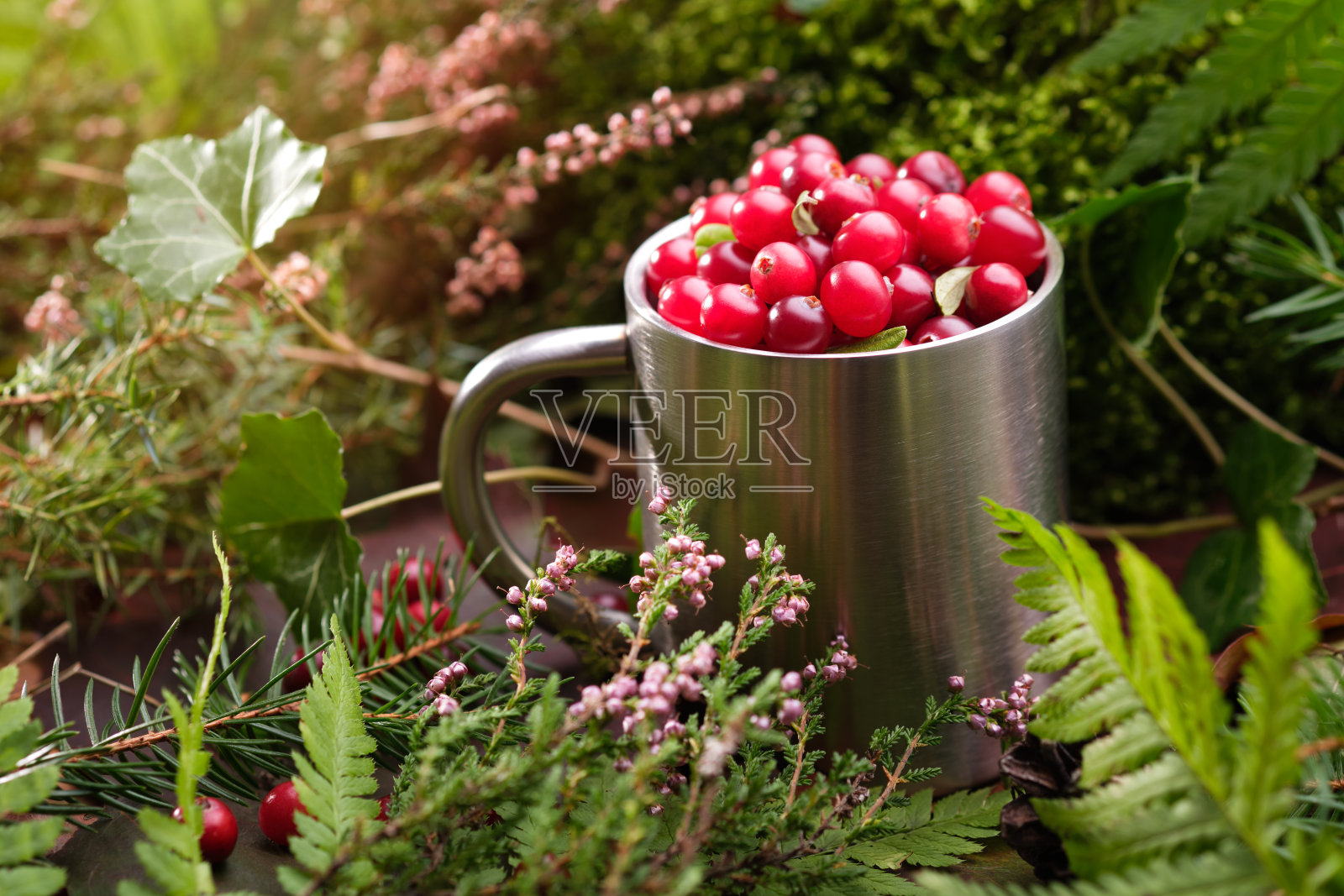 满杯新鲜的红色蔓越莓杯在秋天的森林户外。照片摄影图片