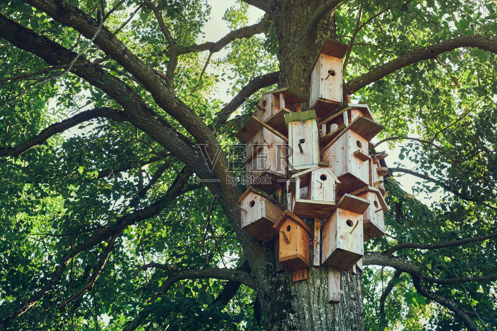 树上有几只鸟。木制的鸟舍，鸣禽的筑巢箱。照片摄影图片