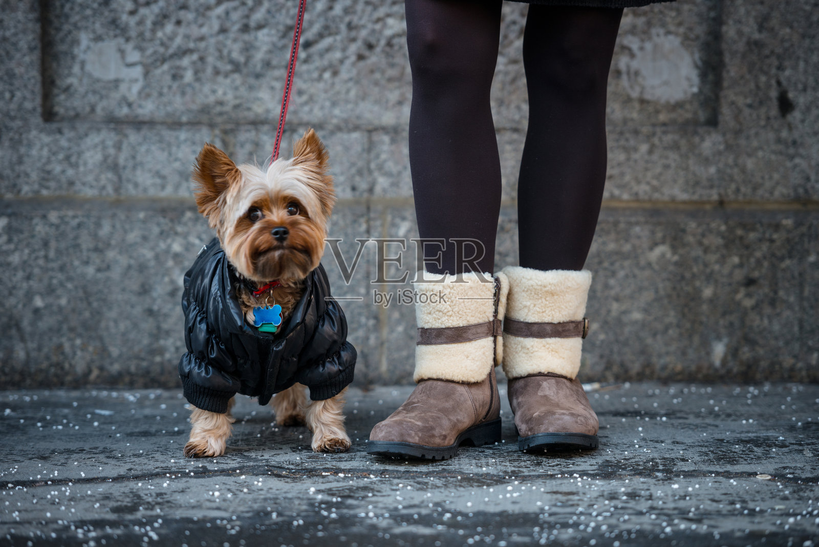 纽约大街上一只可爱的约克郡狗，长着女人的腿(低的部分)照片摄影图片