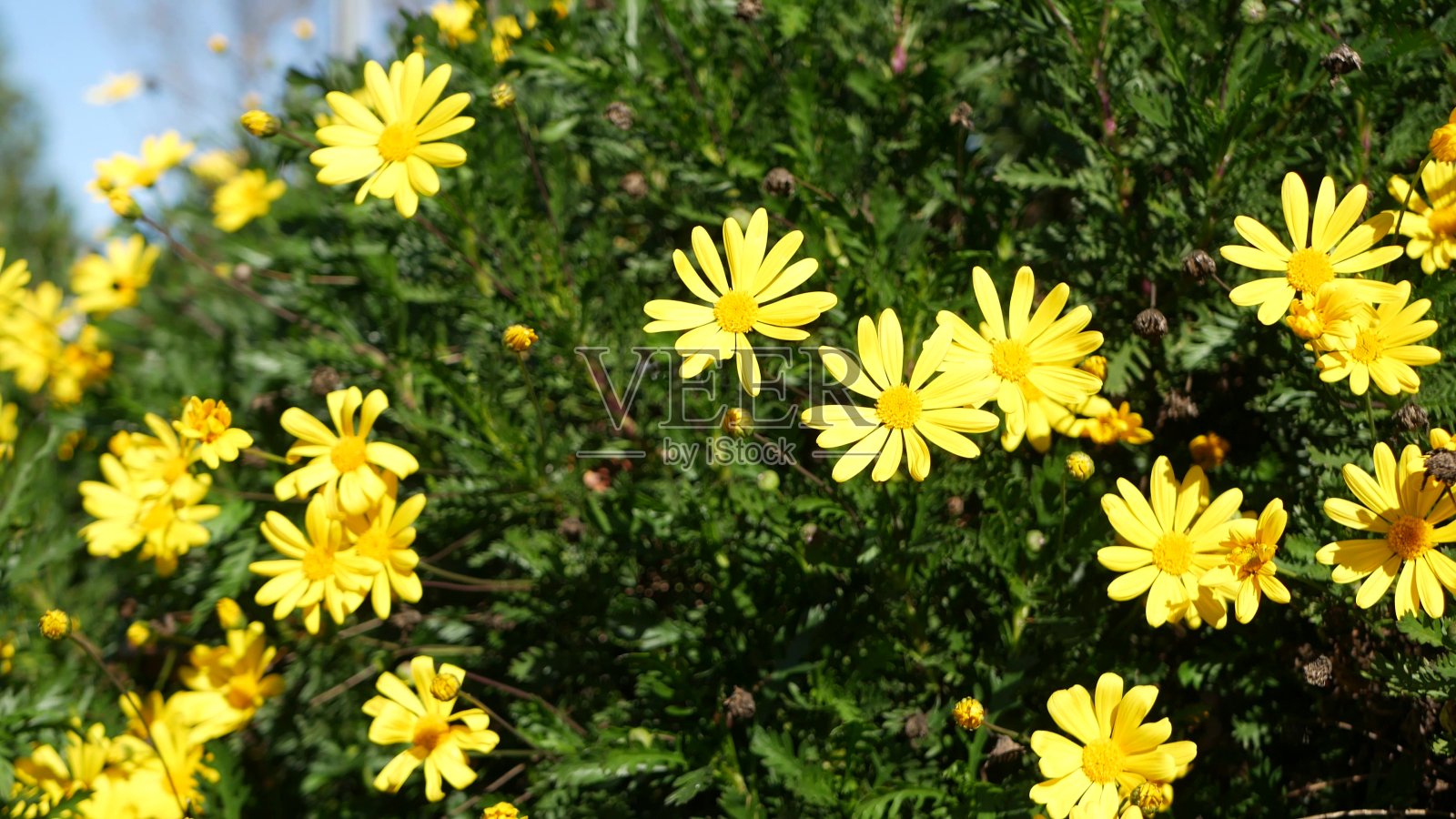 黄色雏菊花盛开，在加利福尼亚的家庭园艺，美国。自然植物近距离背景。凤仙花在春天新鲜的花园里盛开。春天的植物群，菊科灌木在软焦点。照片摄影图片