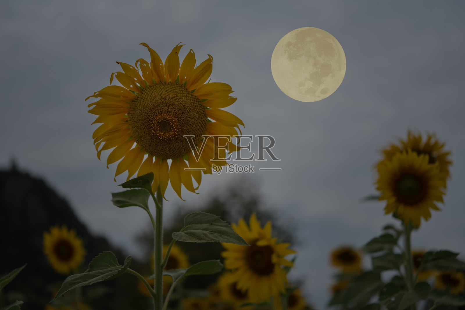 夜空中有满月和向日葵。照片摄影图片