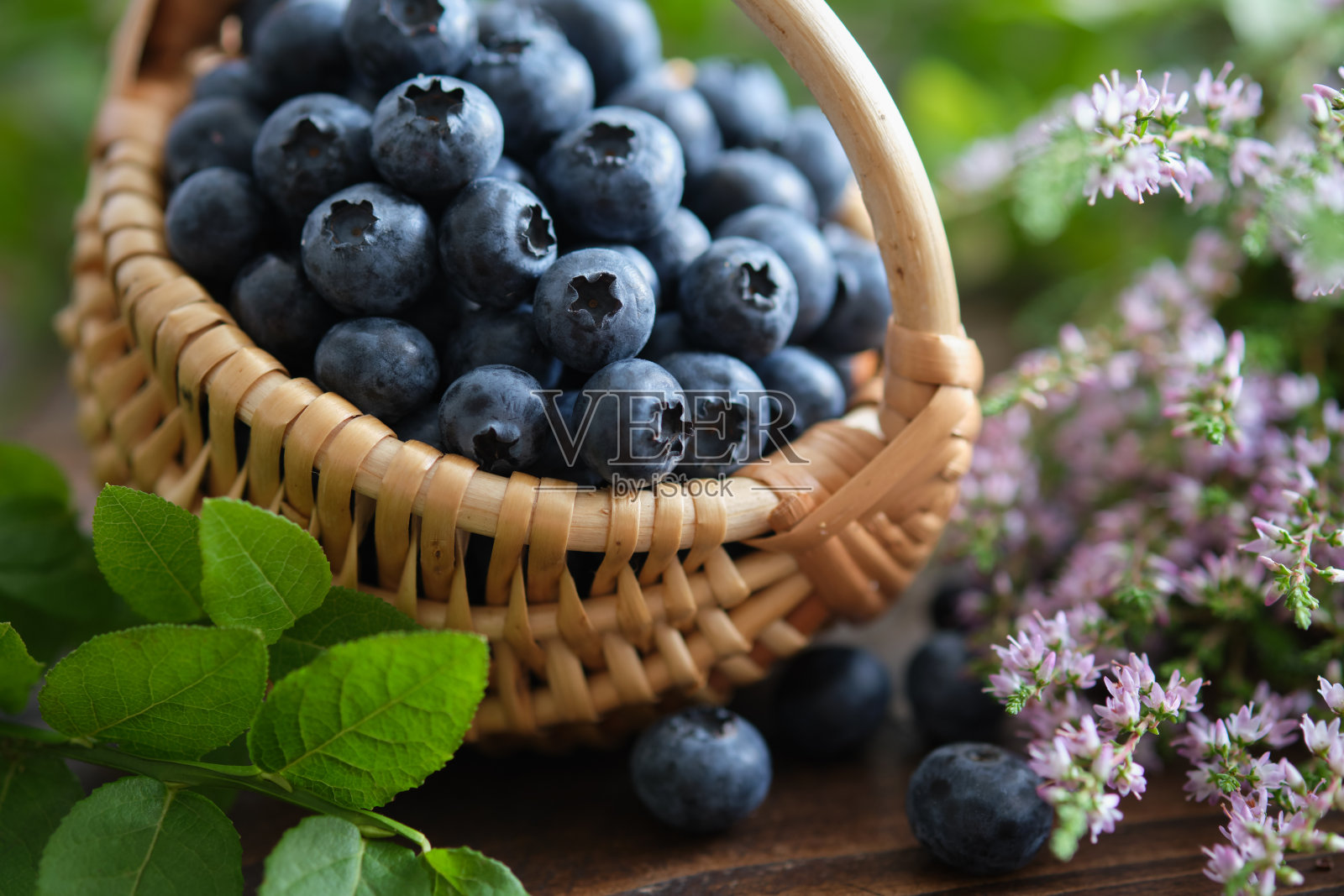 一篮新鲜成熟的蓝莓。蓝莓叶和野生石南花。照片摄影图片