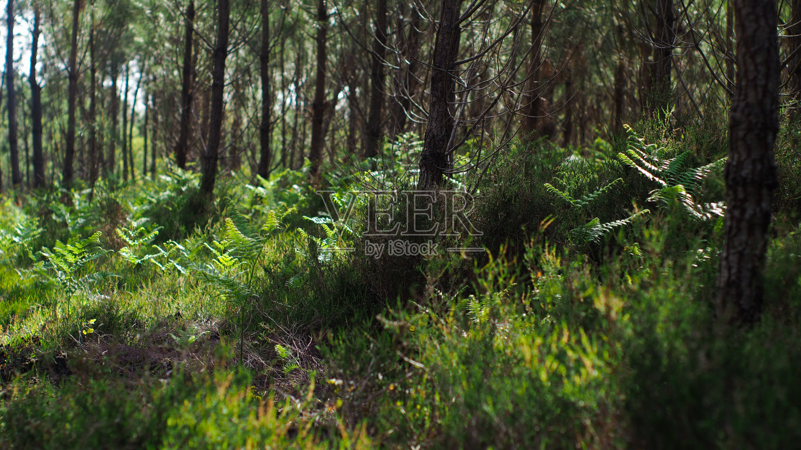 兰得斯森林中丰富的植物群照片摄影图片