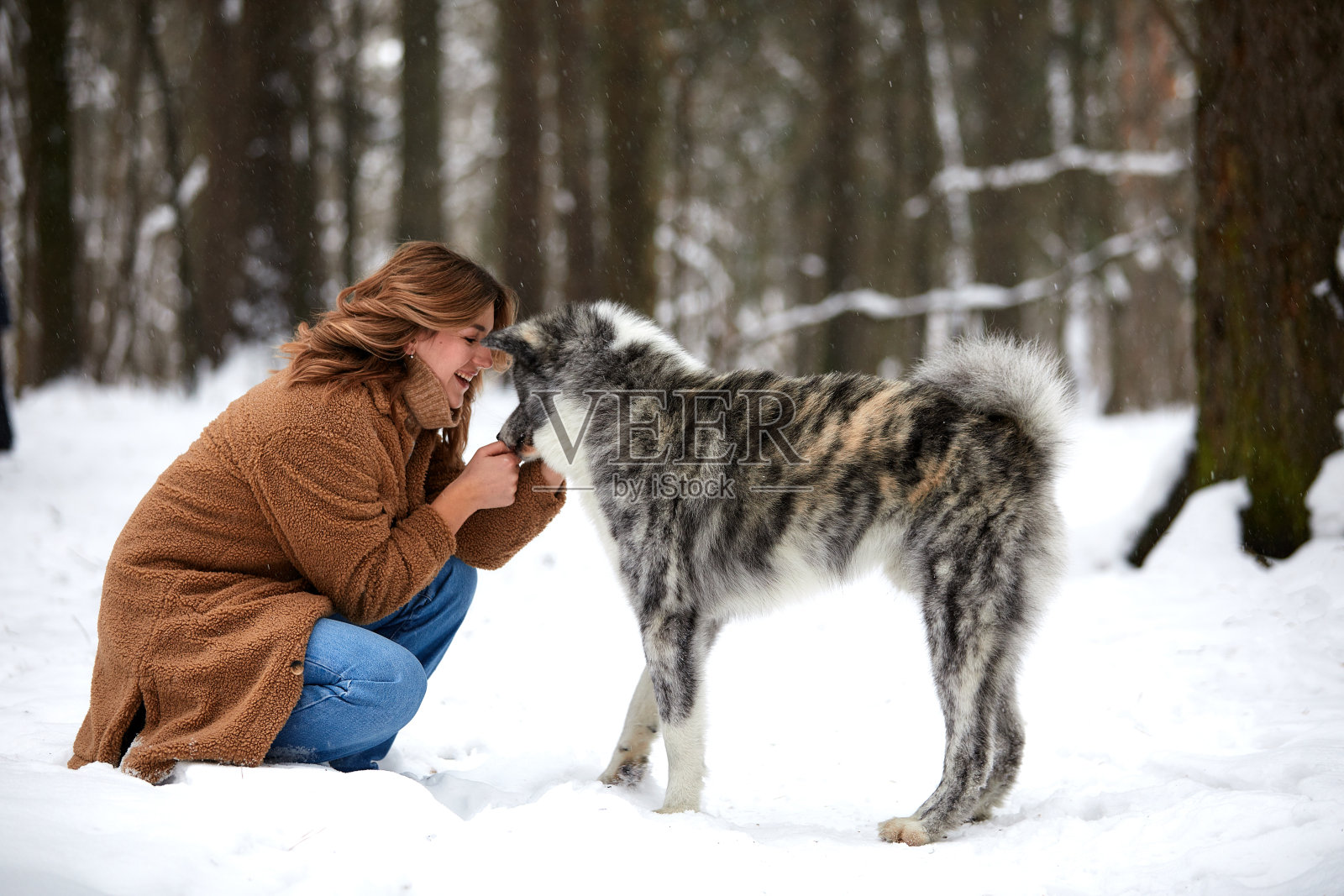 爱护动物。年轻女子和一只哈士奇狗在雪地里玩耍照片摄影图片