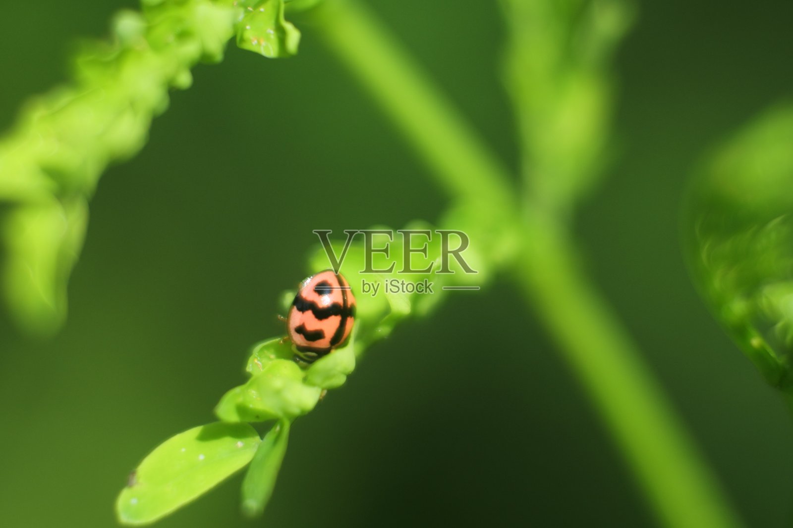 大瓢虫是一种色彩艳丽的小昆虫。照片摄影图片