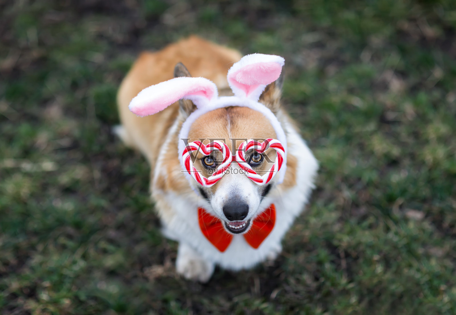 这是一只可爱的柯基犬，戴着复活节兔子耳朵和节日眼镜，坐在春天的花园里的草地上照片摄影图片
