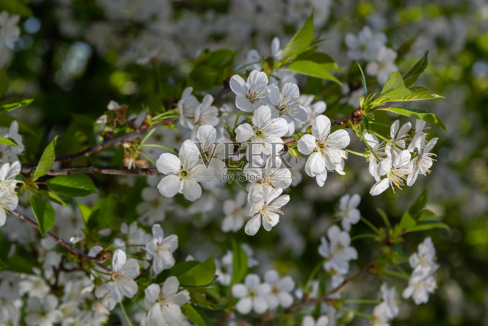 春天花园里盛开的樱桃树。一棵树上白花的特写。春天的背景照片摄影图片