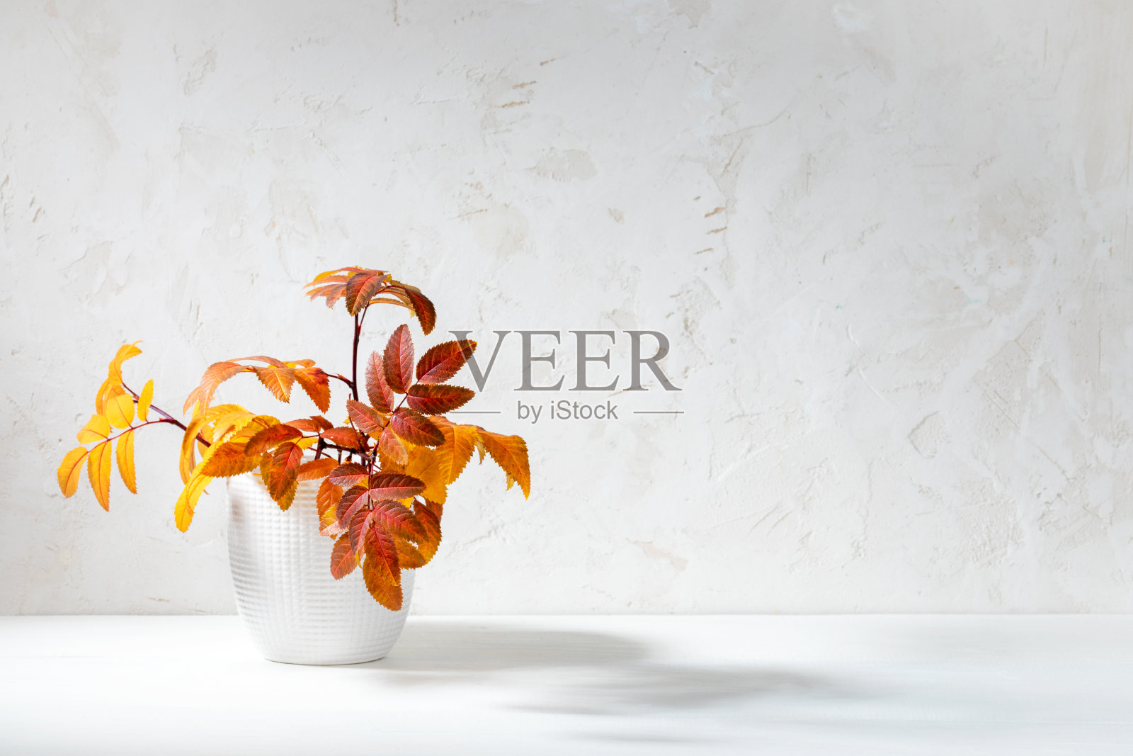 落叶在现代的小白花瓶上白。秋天，万圣节或感恩节。副本的空间。照片摄影图片