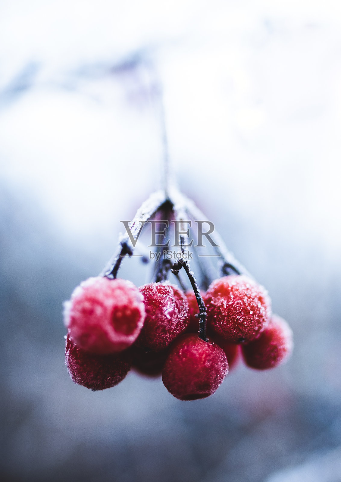 垂直特写拍摄冰冻樱桃挂在树枝在寒冷的冬天的一天照片摄影图片