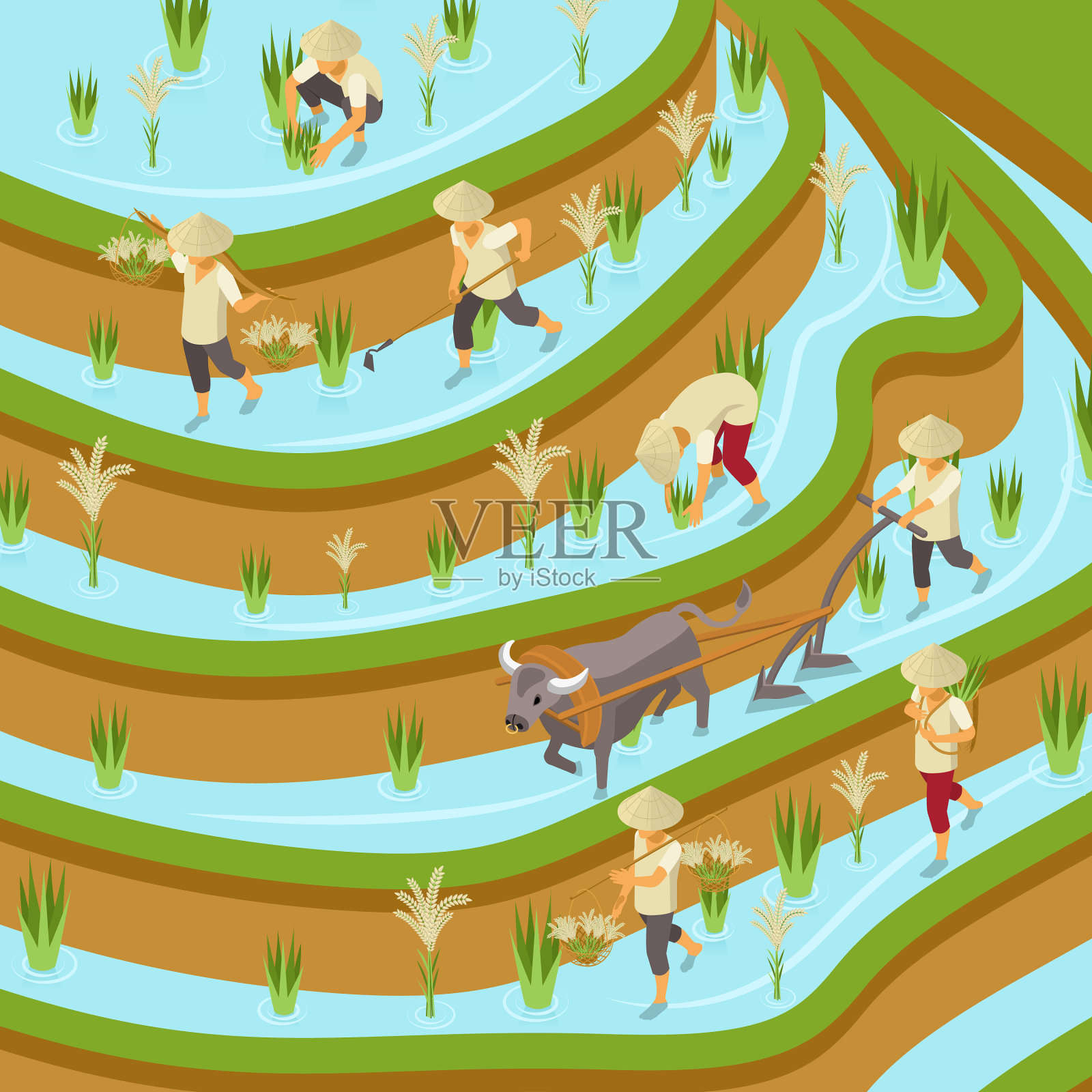 水稻种植等距组成插画图片素材