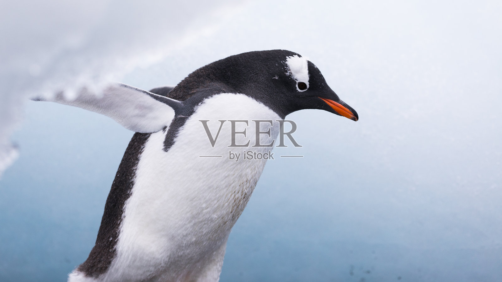 巴布亚企鹅和冰照片摄影图片