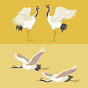 日本鹤站立和飞翔的插图图片素材