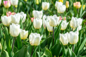 公园里的花坛上有很多白色花蕾的郁金香摄影图片