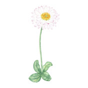 水彩花洋甘菊手绘水彩在植物的风格，用于标志，婚礼，节日的设计。粉红色雏菊花万寿菊装饰卡片，礼品包装，海报。插画图片
