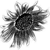 轮廓向日葵花与叶子。黑白艺术手绘花卉插图。草图绘制元素。矢量插图隔离在白色。插画图片