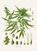 大麻，俗称大麻、麻、印度麻。插画图片