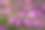 珍珠边贝母蝴蝶和紫菀花素材图片