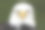 白头秃鹰(Haliaeetus leucocephalus)头像(俘虏)素材图片