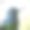 绿冠亮蜂鸟，天竺葵素材图片