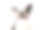 快乐波士顿梗狗在白色的背景素材图片