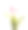 花——粉色郁金香素材图片