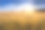 堪萨斯州麦田上朦胧的日出素材图片