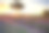 日落时分普罗旺斯的薰衣草素材图片