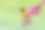 巴尔的摩黄鹂栖息，春季雄鸟，黄鹂素材图片