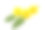 蒲公英的花和叶素材图片