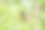 巴尔的摩黄鹂坐在树枝上图片下载