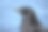 腐肉乌鸦(鸦冠)头像在蓝色背景素材图片