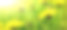 黄色的蒲公英花。素材图片