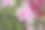 花园里美丽的杜鹃花素材图片