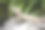 澳大利亚水龙(Physignathus Lesueurii Lesueurii)，植物园，布里斯班，澳大利亚素材图片