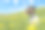 小狗坐在盛开的蒲公英草地上，春天的毛发风格粗糙-杰克罗素梗狗狗- 2岁素材图片